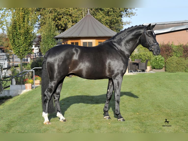 DANTE WELTINO OLD Oldenburg Stallion Black in Löningen