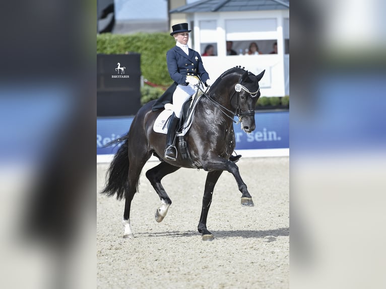 DANTE WELTINO OLD Oldenburg Stallion in L&#xF6;ningen