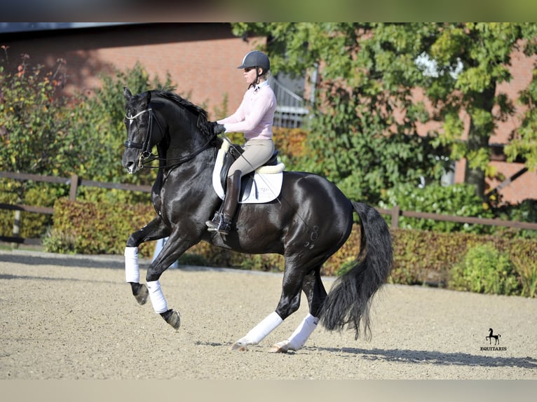 DANTE WELTINO OLD Oldenburg Stallion in L&#xF6;ningen