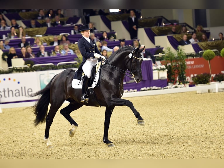DANTE WELTINO OLD Oldenburg Stallion in L&#xF6;ningen