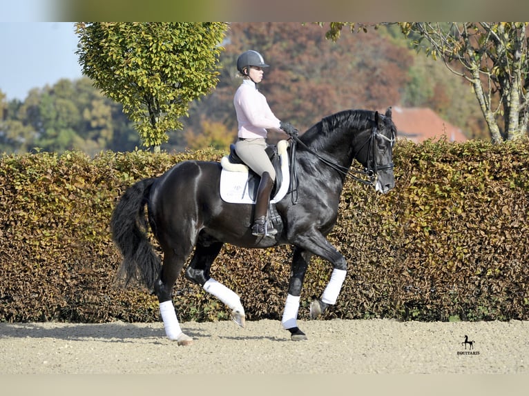 DANTE WELTINO OLD Oldenburg Stallion in L&#xF6;ningen