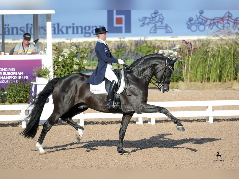 DANTE WELTINO OLD Oldenburg Stallion in L&#xF6;ningen