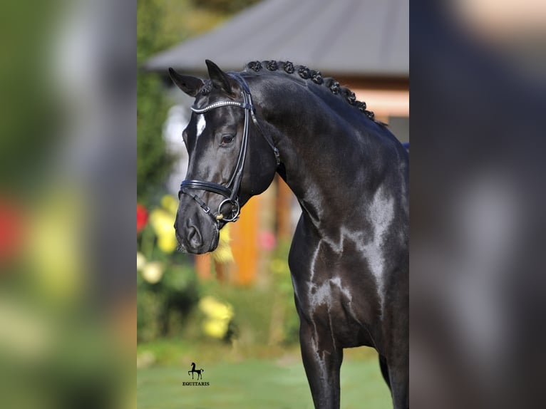 DANTE WELTINO OLD Oldenburg Stallion in L&#xF6;ningen