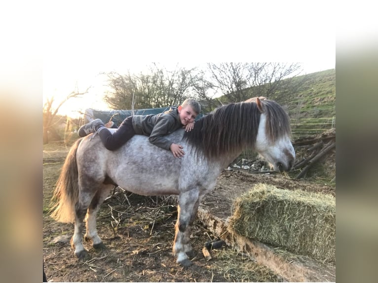 Dartmoor Étalon 16 Ans 120 cm Aubère in Buch am Irchel