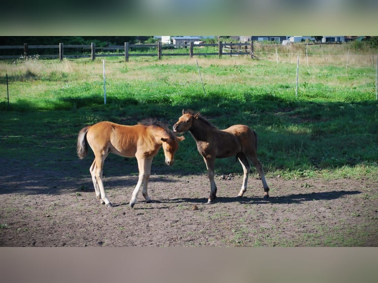 Dartmoor Étalon 1 Année Bai brun in Langenhagen