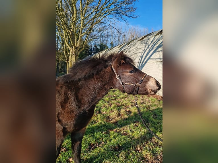 Dartmoor Étalon 2 Ans 120 cm Bai brun foncé in Etaples