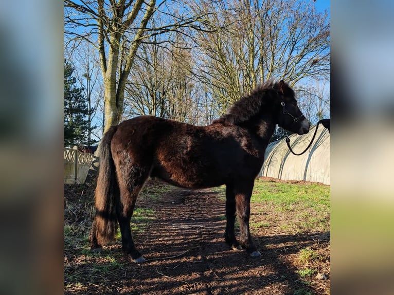 Dartmoor Étalon 2 Ans 120 cm Bai brun foncé in Etaples