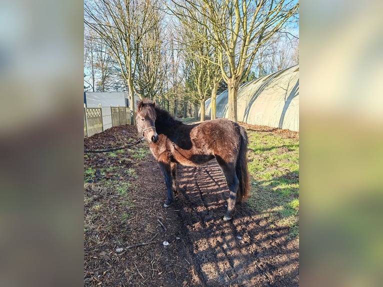 Dartmoor Étalon 2 Ans 120 cm Bai brun foncé in Etaples