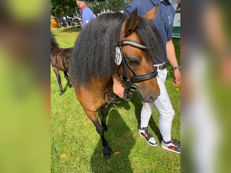 Dartmoor Étalon 3 Ans 122 cm Bai in Bornh&#xF6;ved