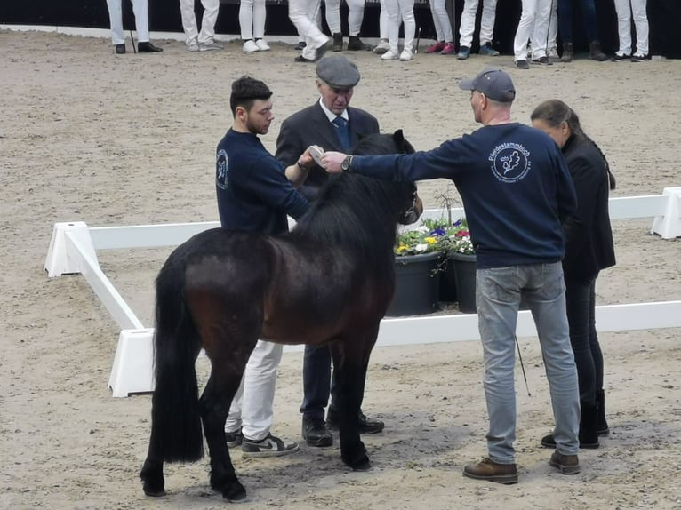 Dartmoor Étalon 3 Ans 122 cm Bai in Bornh&#xF6;ved