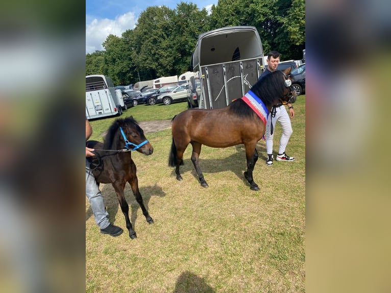 Dartmoor Étalon 3 Ans 122 cm Bai in Bornh&#xF6;ved