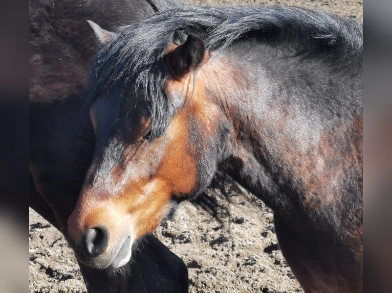 Dartmoor Étalon 3 Ans 122 cm Bai in Bornh&#xF6;ved