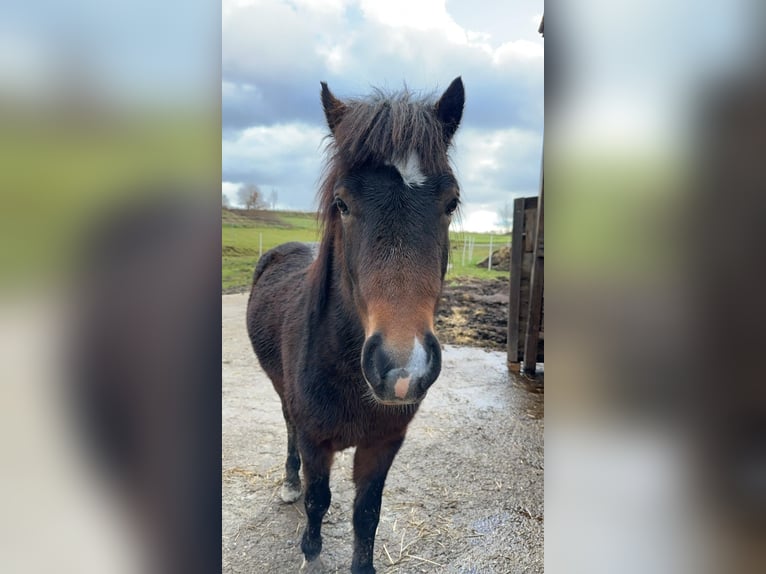 Dartmoor Croisé Étalon 3 Ans 125 cm Bai in Maselheim