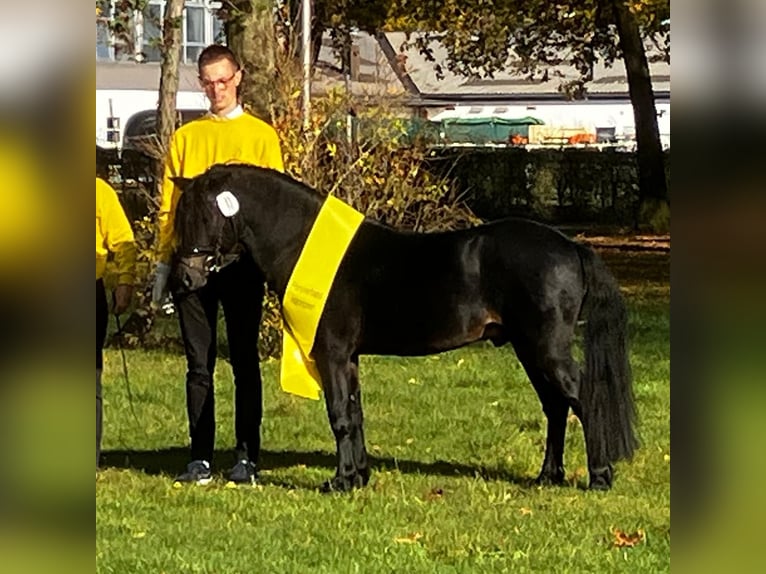 Dartmoor Étalon 3 Ans 127 cm Bai brun foncé in Edewecht