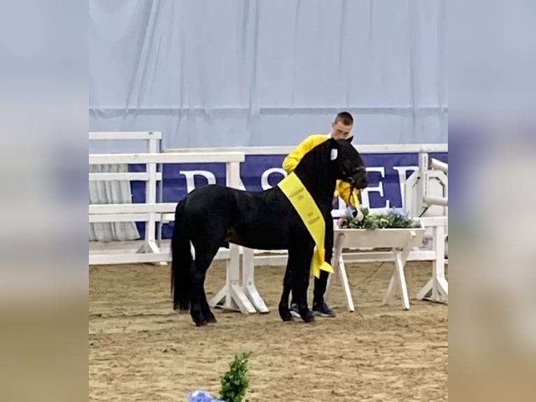 Dartmoor Étalon 3 Ans 127 cm Bai brun foncé in Edewecht