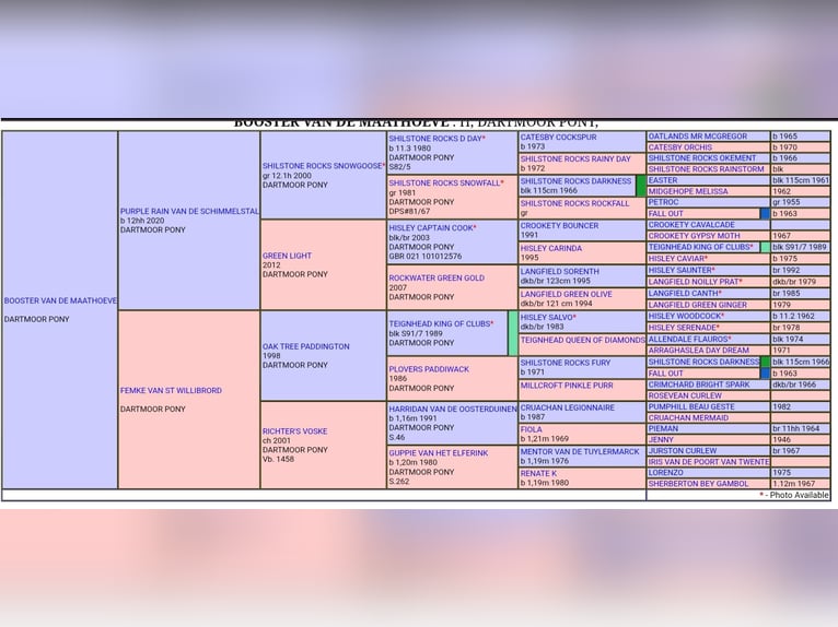 Dartmoor Étalon Poulain (05/2025) 123 cm Bai brun in Goch Dartmoor Étalon Poulain (05/2025) 123 cm Bai brun in Goch