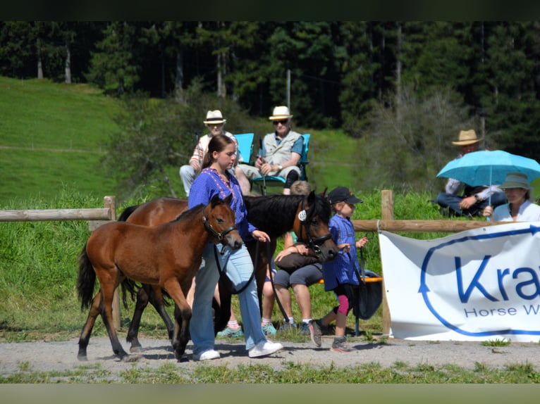 Dartmoor Étalon Poulain (04/2024) Bai in Bonndorf im Schwarzwald