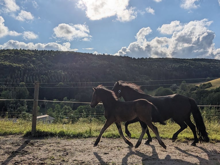 Dartmoor Étalon Poulain (04/2024) Bai in Bonndorf im Schwarzwald