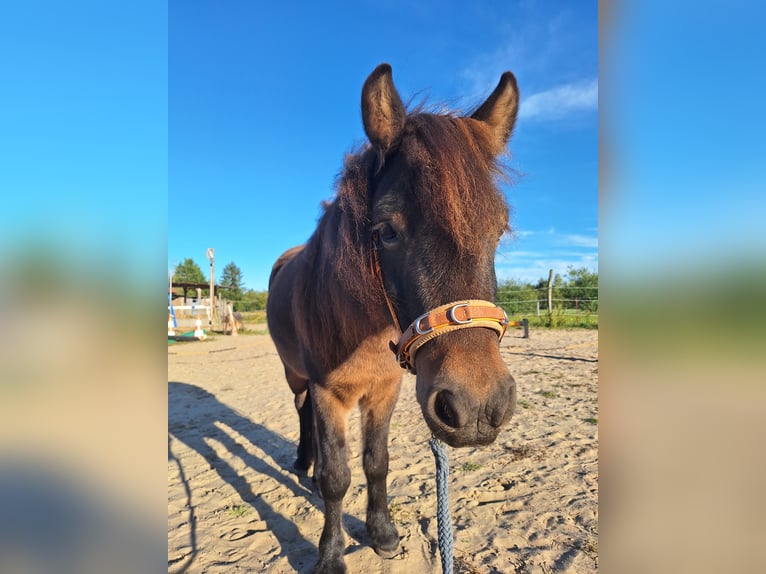 Dartmoor Mix Gelding 10 years 11,1 hh Brown in Dallgow-Döberitz