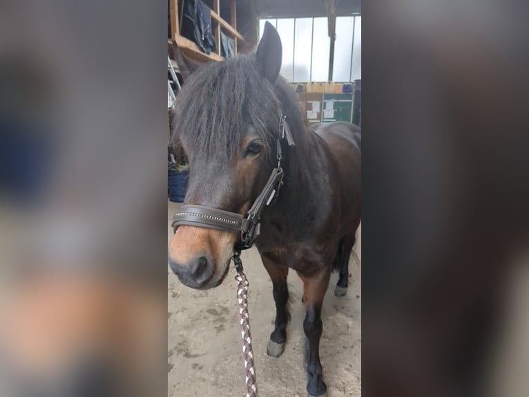 Dartmoor Mix Gelding 10 years 13.1 hh Bay-Dark in Salzbergen