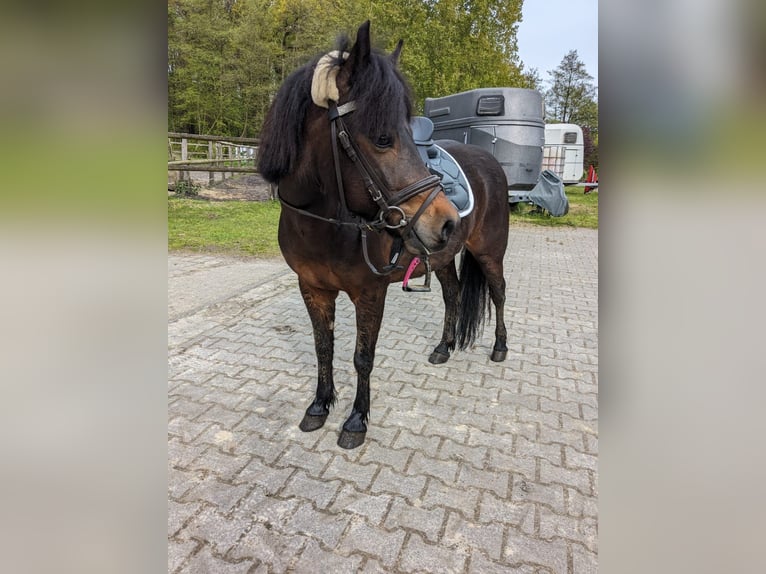 Dartmoor Mix Gelding 10 years 13.1 hh Bay-Dark in Salzbergen