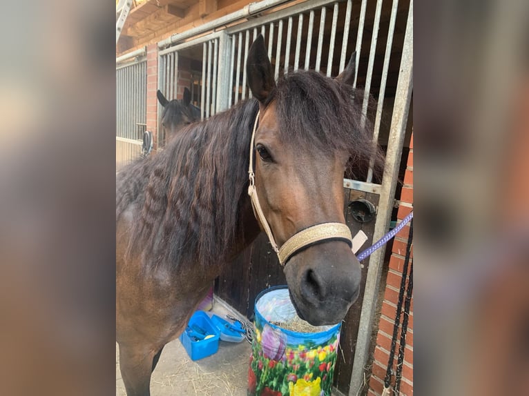 Dartmoor Mix Gelding 10 years 13.1 hh Bay-Dark in Salzbergen