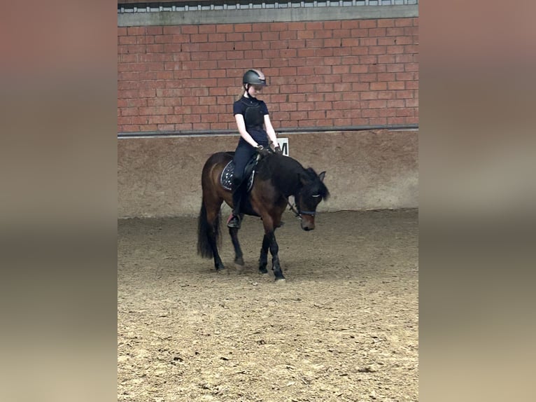 Dartmoor Mix Gelding 10 years 13.1 hh Bay-Dark in Salzbergen