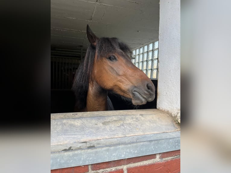 Dartmoor Mix Gelding 10 years 13,1 hh Bay-Dark in Salzbergen