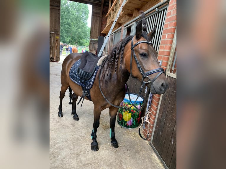 Dartmoor Mix Gelding 10 years 13,1 hh Bay-Dark in Salzbergen