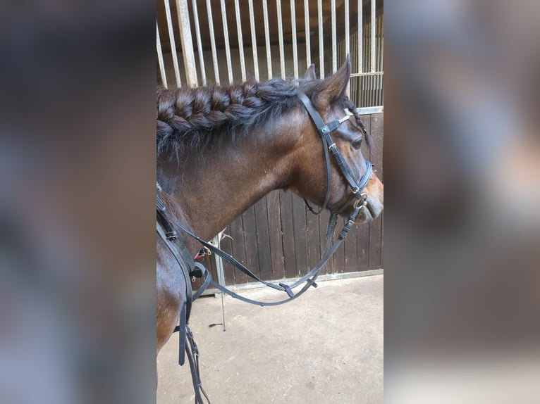 Dartmoor Mix Gelding 10 years 13,1 hh Bay-Dark in Salzbergen