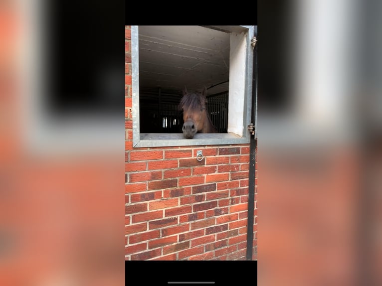 Dartmoor Mix Gelding 10 years 13,1 hh Bay-Dark in Salzbergen