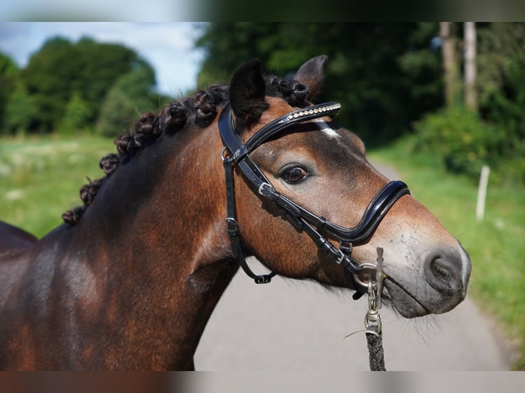 Dartmoor Gelding 11 years 12 hh Brown in Kempen