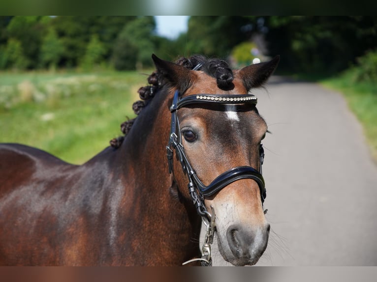 Dartmoor Gelding 11 years 12 hh Brown in Kempen