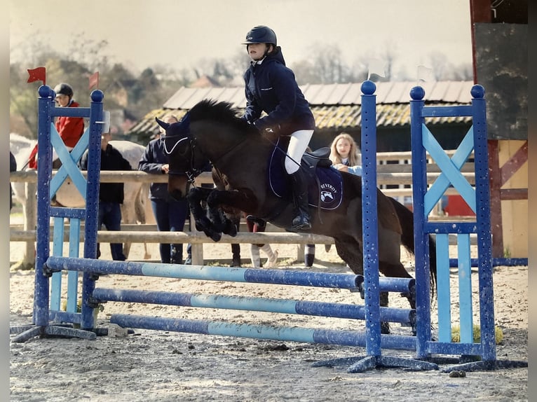 Dartmoor Gelding 12 years 12,3 hh Bay-Dark in L&#x27;Albenc