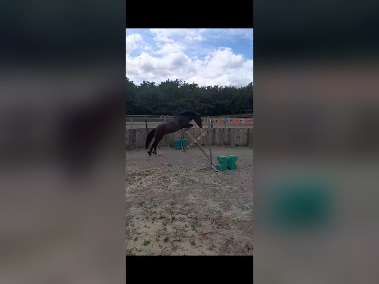 Dartmoor Gelding 12 years 12,3 hh Bay-Dark in L&#x27;Albenc