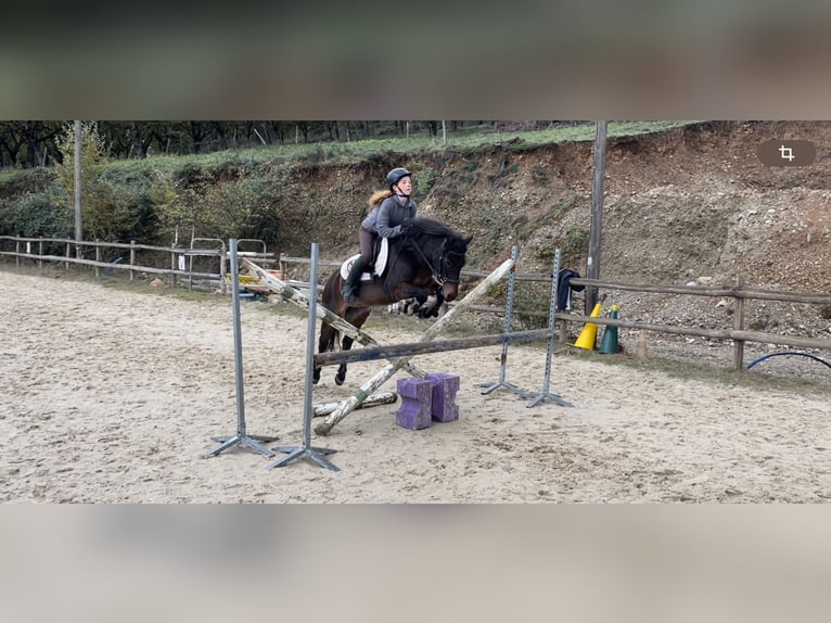 Dartmoor Gelding 12 years 12,3 hh Bay-Dark in L&#x27;Albenc
