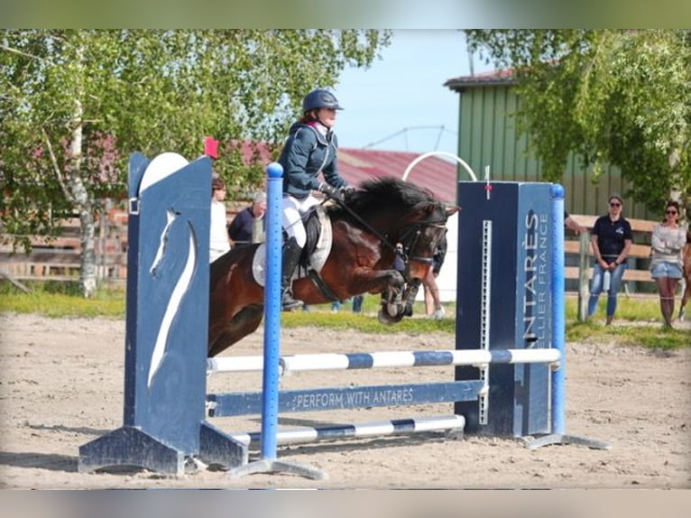 Dartmoor Gelding 12 years 12,3 hh Bay-Dark in L&#x27;Albenc