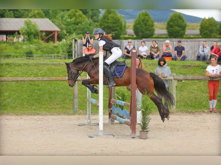 Dartmoor Gelding 12 years 12,3 hh Bay-Dark in L&#x27;Albenc