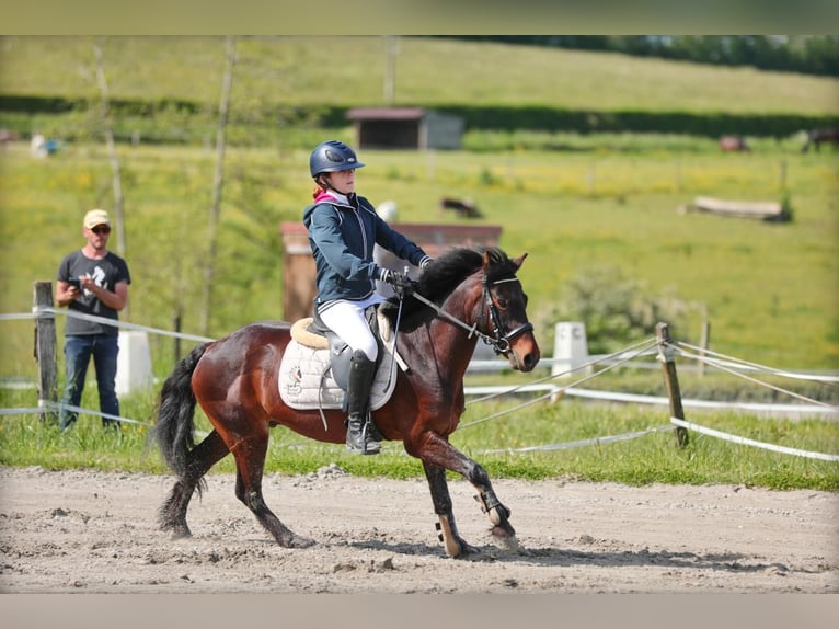 Dartmoor Gelding 12 years 12,3 hh Bay-Dark in L&#x27;Albenc