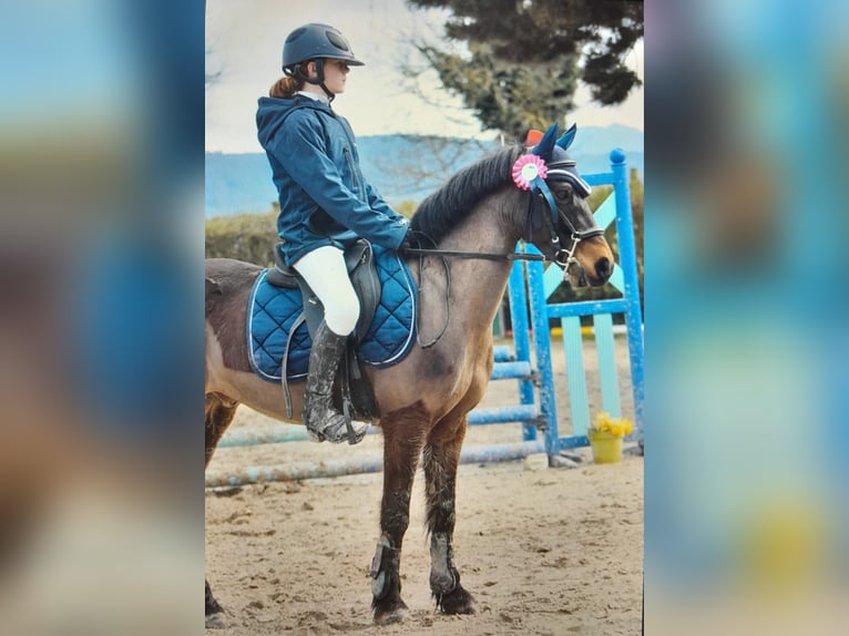 Dartmoor Gelding 12 years 12,3 hh Bay-Dark in L&#x27;Albenc