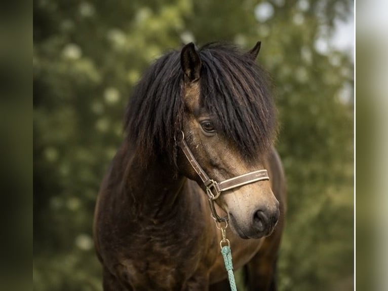 Dartmoor Mix Gelding 15 years 12.2 hh Buckskin in Bergisch Gladbach