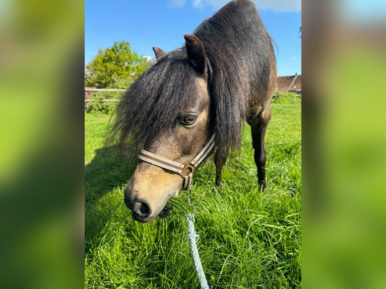 Dartmoor Mix Gelding 15 years 12.2 hh Buckskin in Bergisch Gladbach