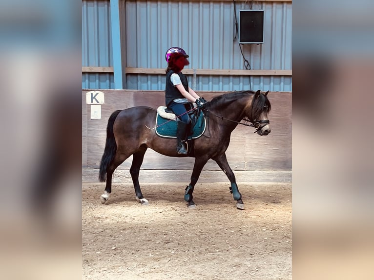 Dartmoor Mix Gelding 15 years 12.2 hh Buckskin in Köln