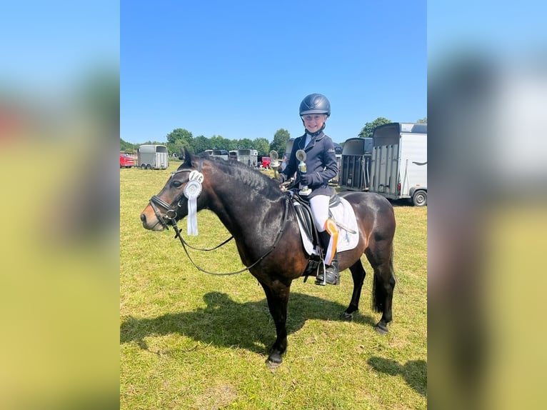 Dartmoor Gelding 17 years 12 hh Brown in Edewecht