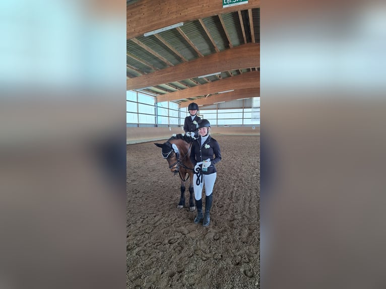 Dartmoor Gelding 22 years 12 hh Brown in Osdorf