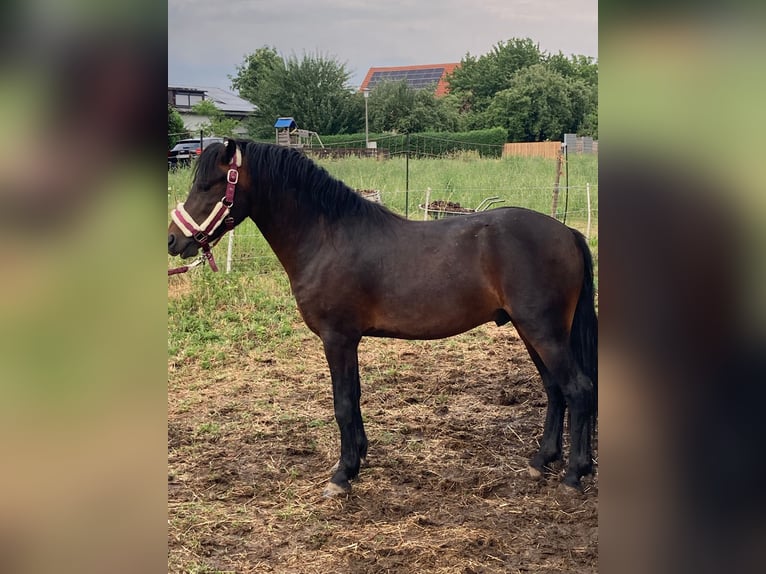 Dartmoor Gelding 2 years 12 hh Brown in Thierhaupten