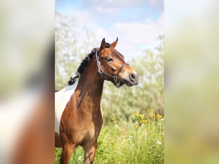 Dartmoor Mix Gelding 3 years 11,2 hh Pinto in Zwijndrecht