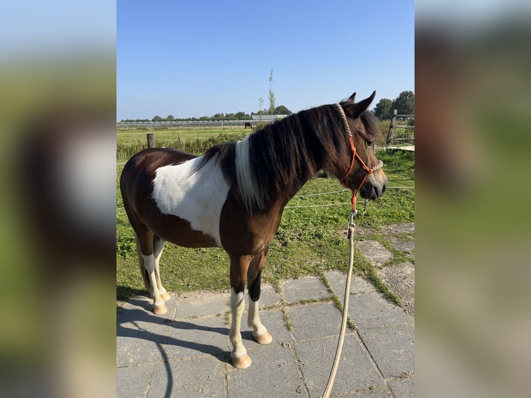 Dartmoor Mix Gelding 3 years 11,2 hh Pinto in Zwijndrecht