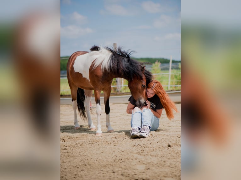 Dartmoor Mix Gelding 3 years 11,2 hh Pinto in Zwijndrecht