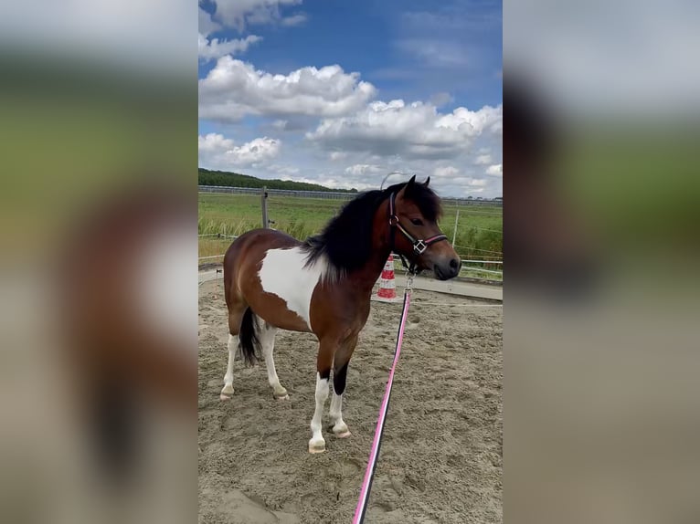 Dartmoor Mix Gelding 3 years 11,2 hh Pinto in Zwijndrecht